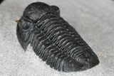 Detailed Gerastos Trilobite Fossil - Morocco #145740-2